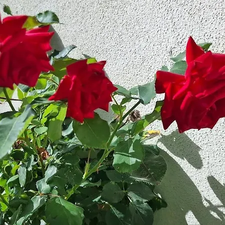 Casa Nonna Elvia Elvia's Grandma Dolianova