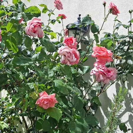 Casa Nonna Elvia Elvia's Grandma *