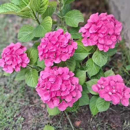Casa Nonna Elvia Elvia's Grandma * Dolianova